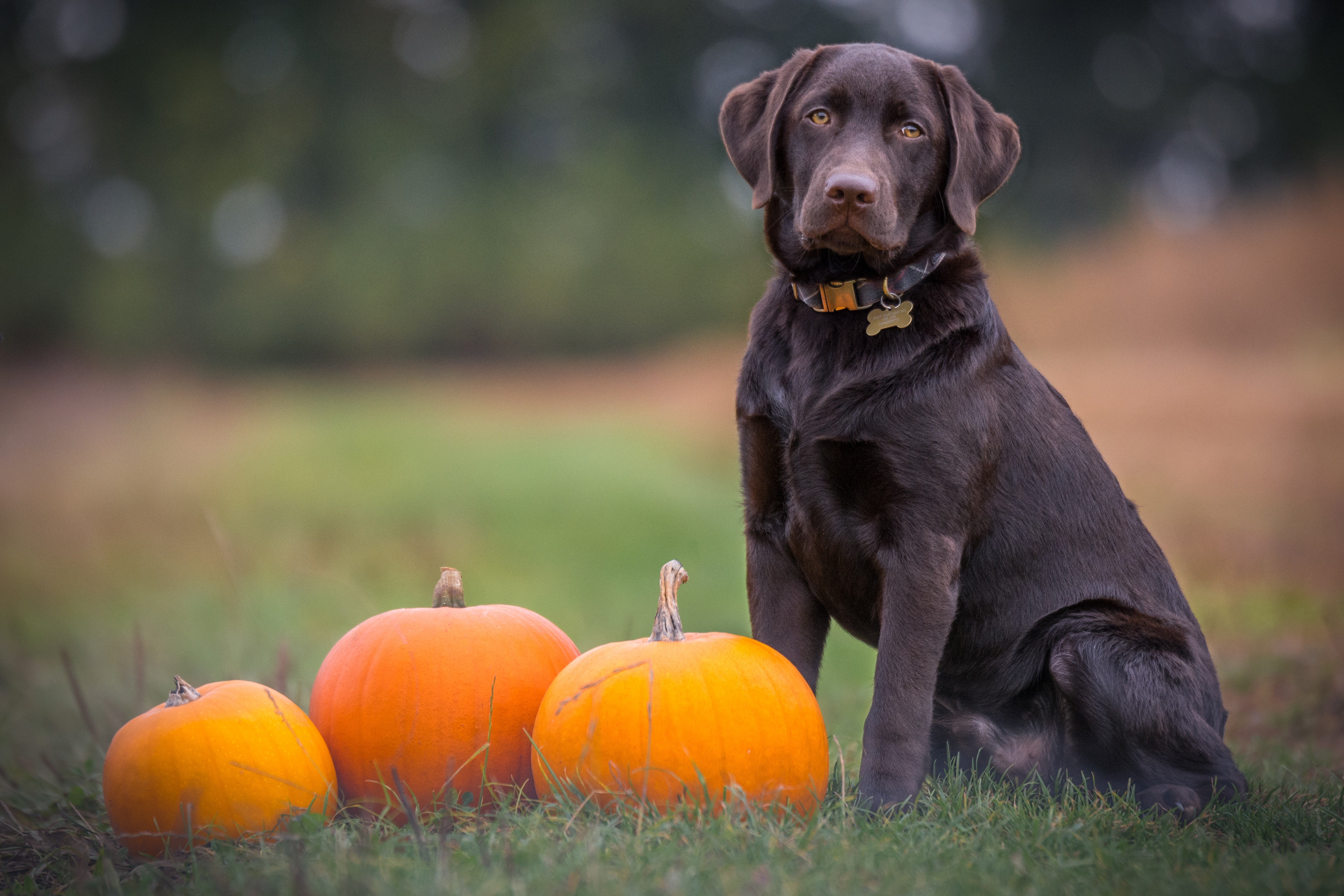 Does pumpkin help outlet a dog poop