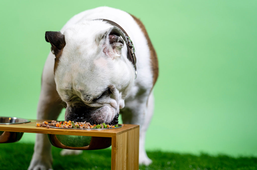 Foods to outlet avoid feeding dogs