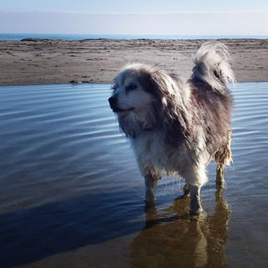 Doggy Daily Senior an amazing companion