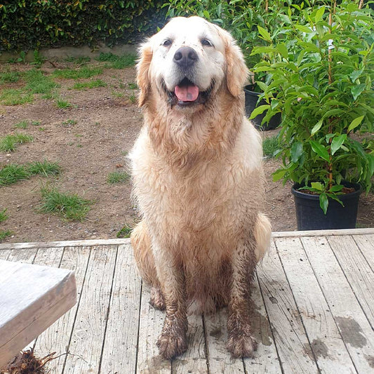 Doggy Daily Changed Ranger the Retriever's Life