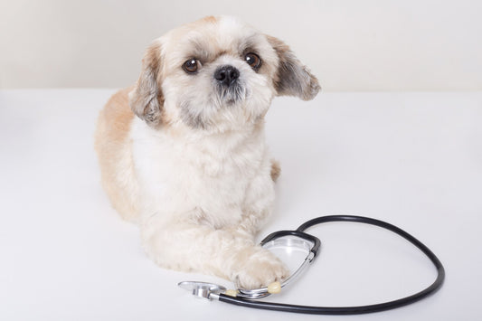 Understanding Pancreatitis in Dogs: What Every Dog Owner Needs to Know!!